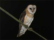 link to barn owl